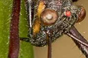 Pod-Sucking Bug (Riptortus serripes) (Riptortus serripes)